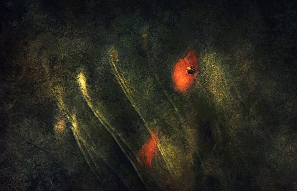 Coquelicots rouges abstraits - Jan van der Linden