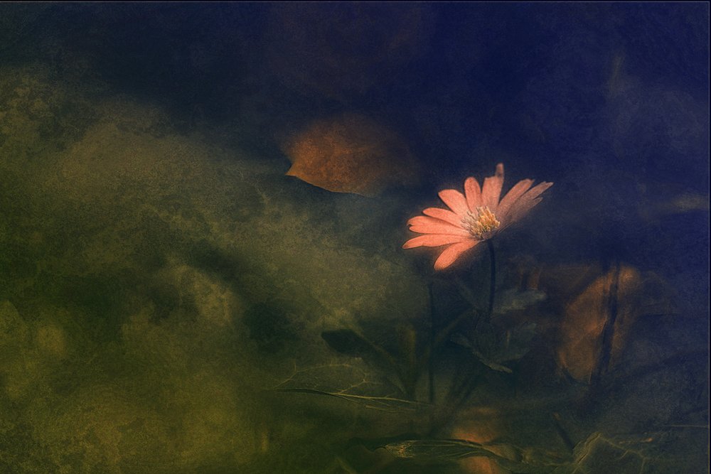 Fleur rose rêveuse - Jan van der Linden