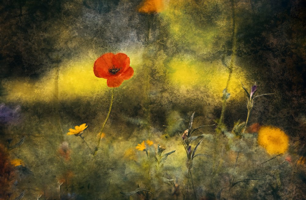 Champ de coquelicots rêveur - Jan van der Linden