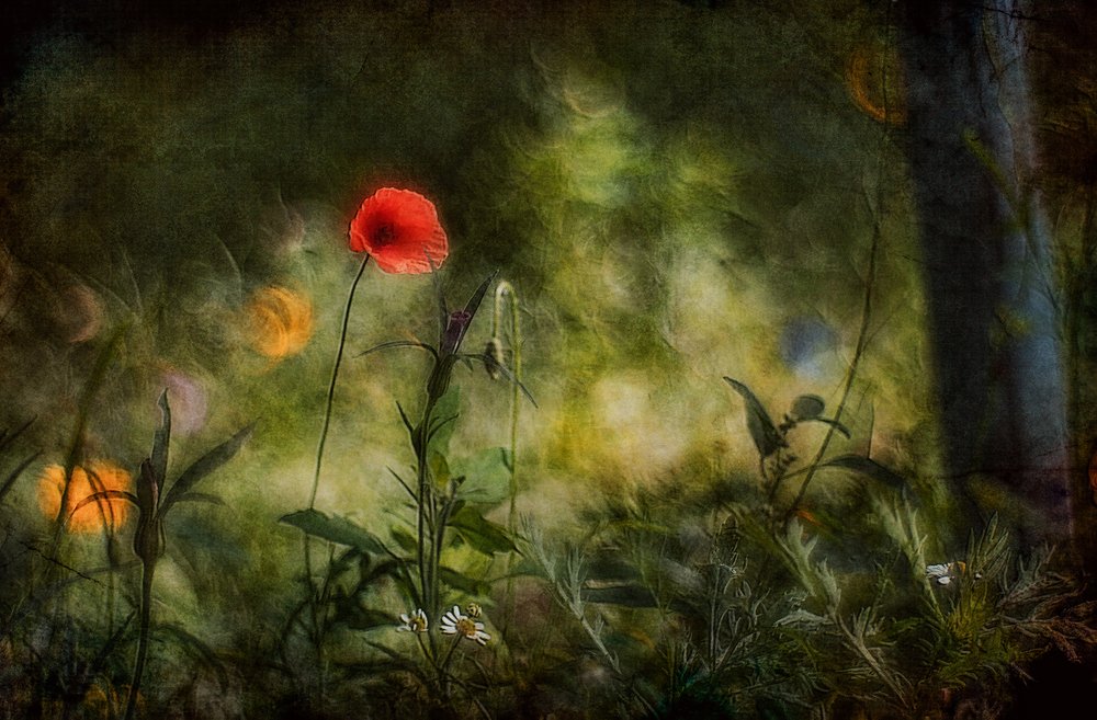 Coquelicot rouge rêveur - Jan van der Linden