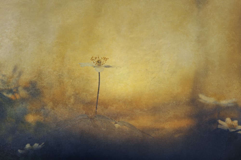 Fleur de rêve dorée - Jan van der Linden