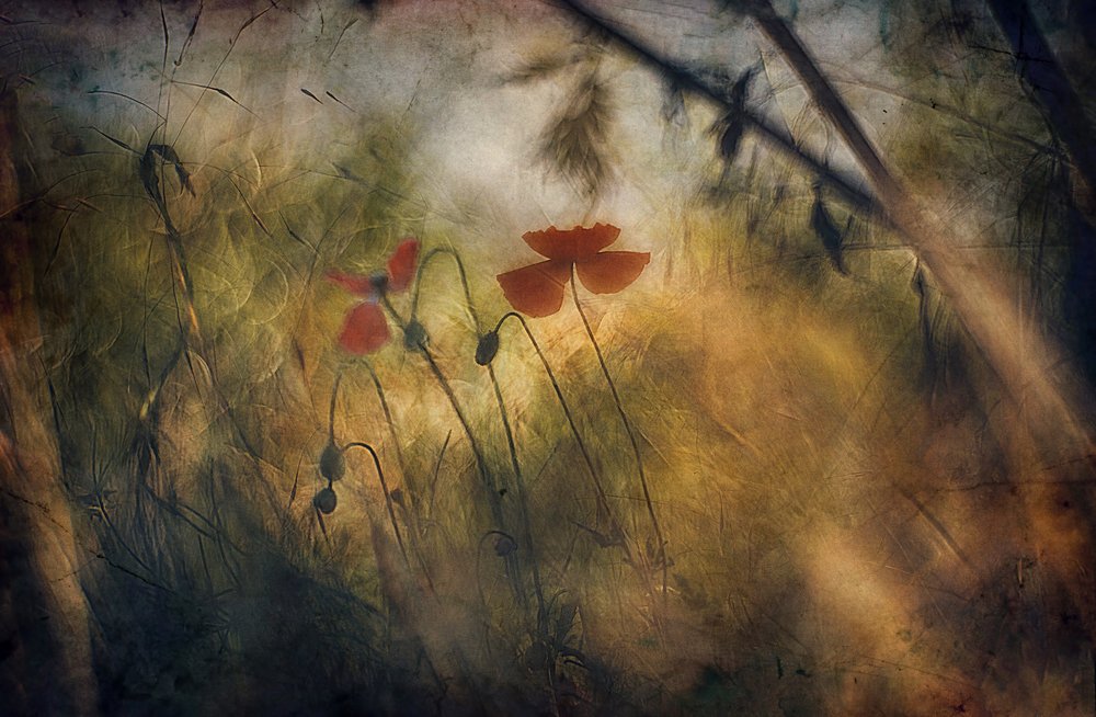 Doux coquelicots rouges - Jan van der Linden