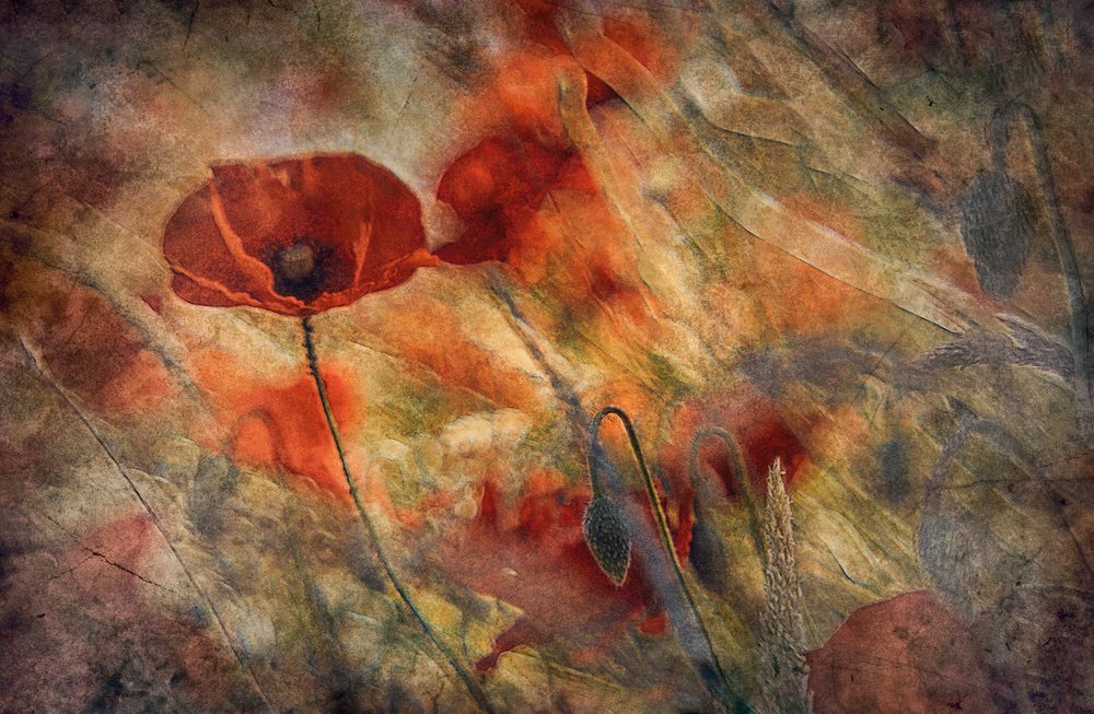 Coquelicots rouges vintage - Jan van der Linden