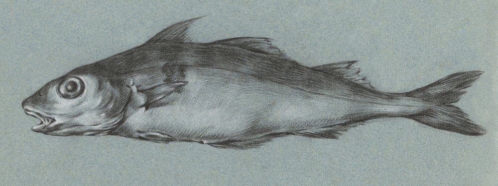 Fish Green (1775-1833) - Jean Bernard