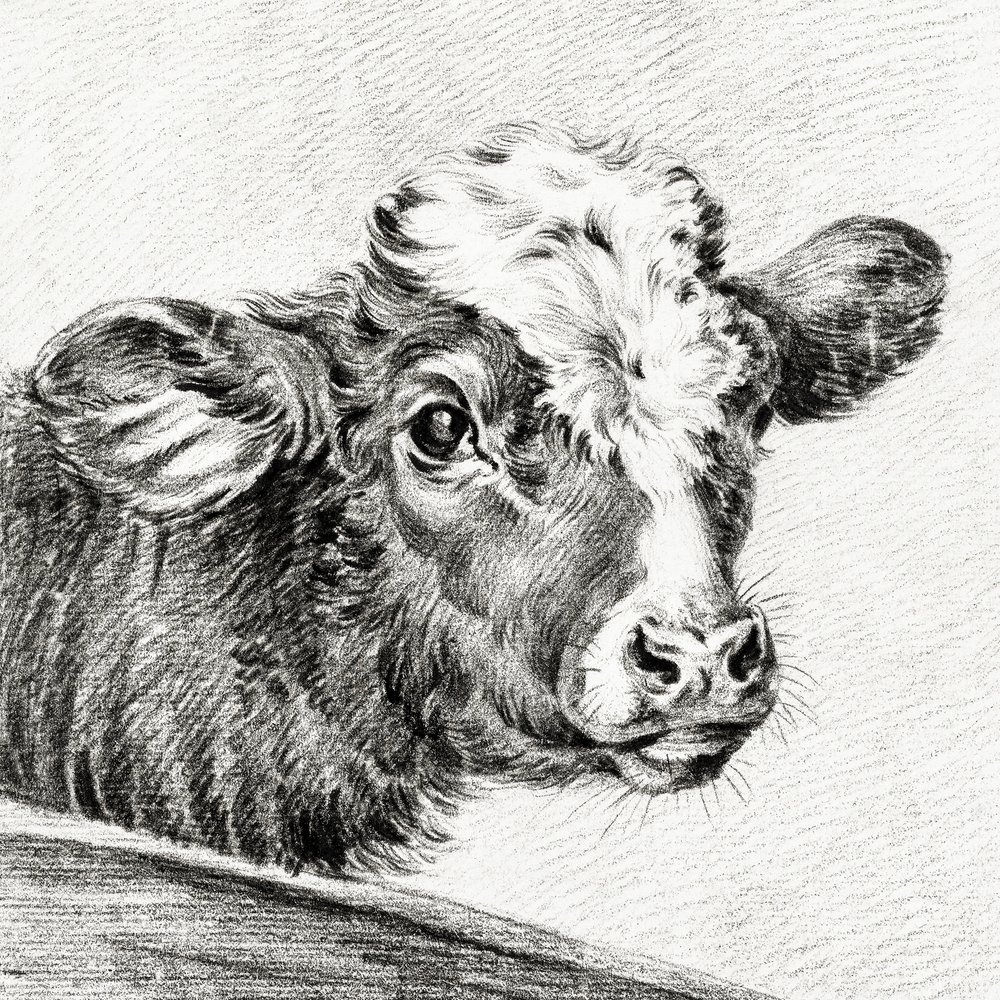 Tête de vache - Jean Bernard