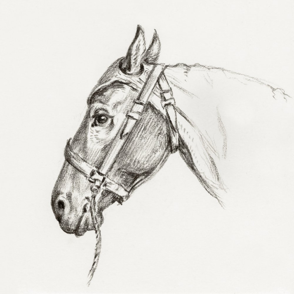 Tête de cheval (1818) - Jean Bernard