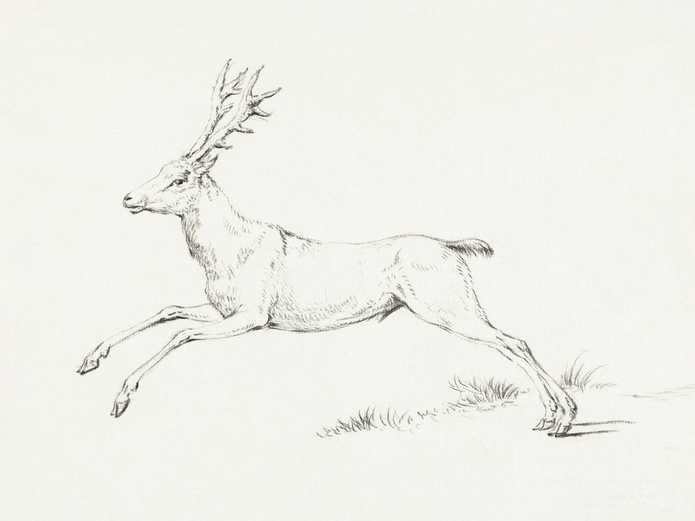 Le cerf bondissant - Jean Bernard