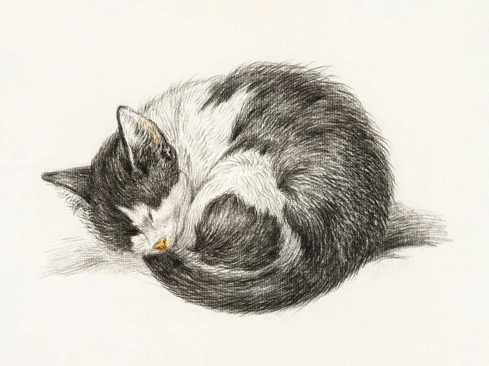 Chat endormi recroquevillé (1825) - Jean Bernard