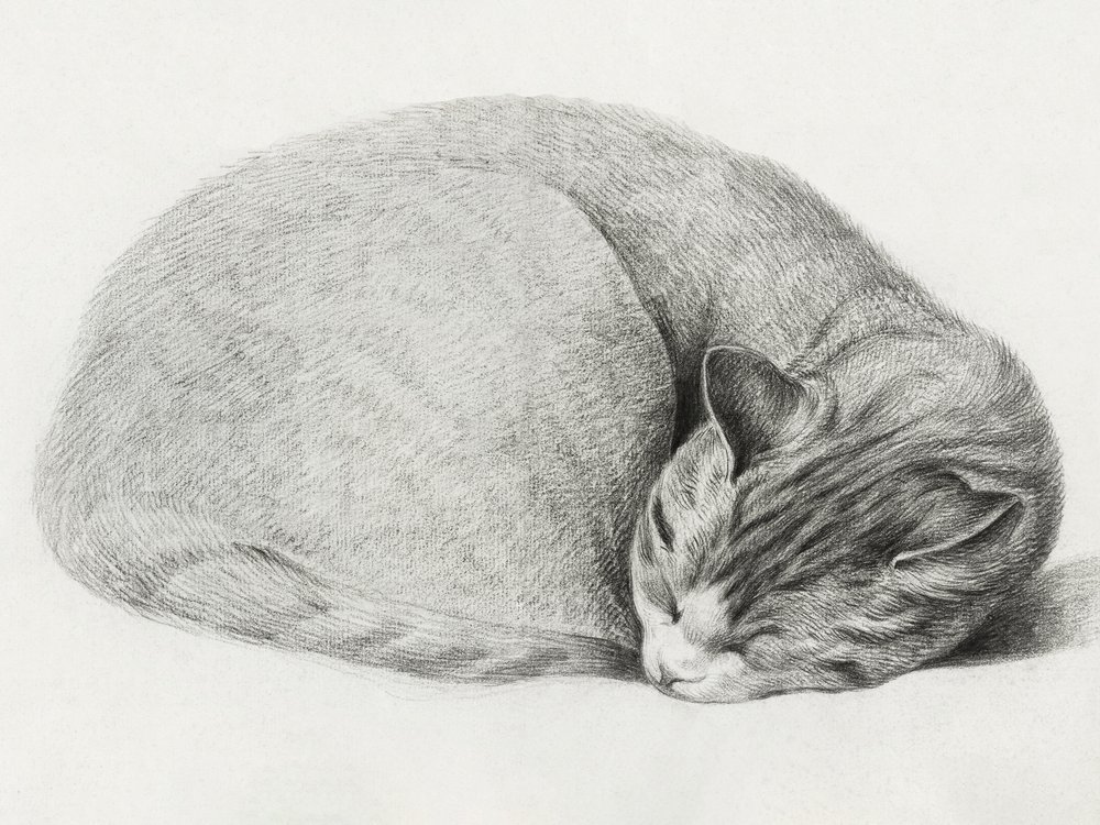 Chat recroquevillé, endormi, par Jean Bernard (1775-1883) - Jean Bernard