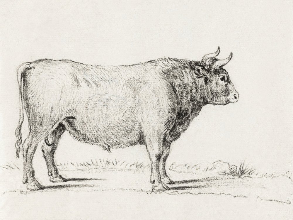 Standing Bull - Jean Bernard