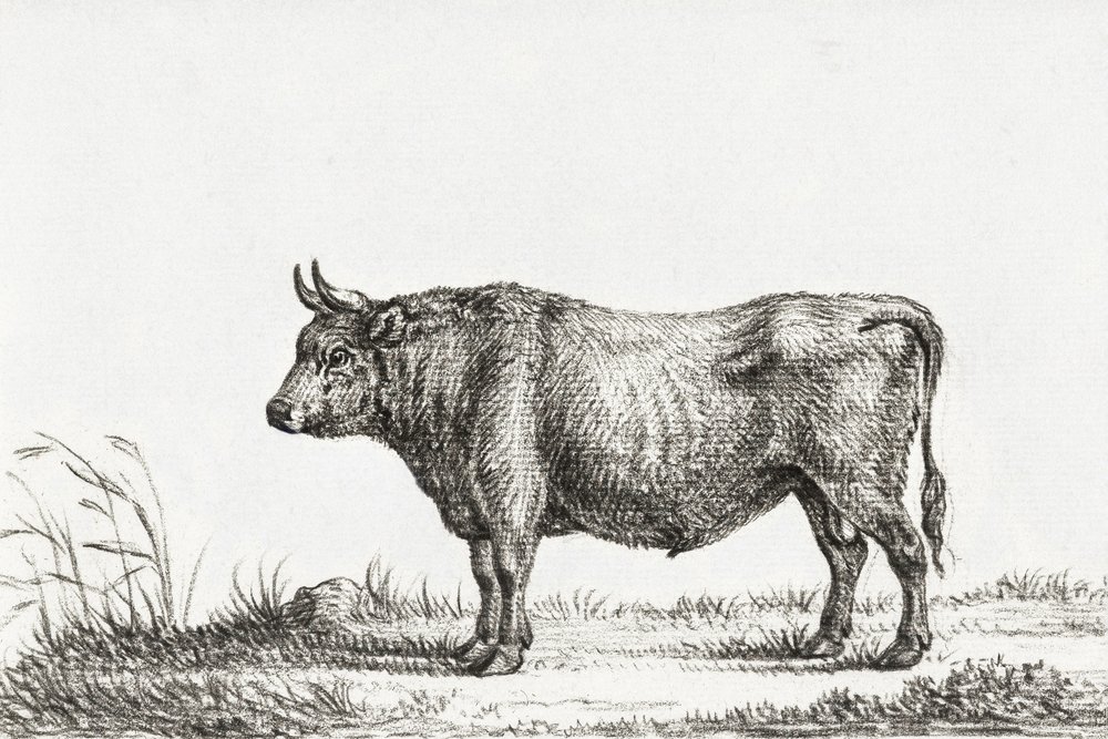 Standing Bull - Jean Bernard