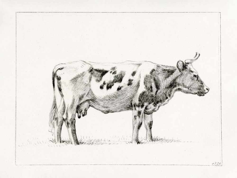 Vache debout (1820) - Jean Bernard