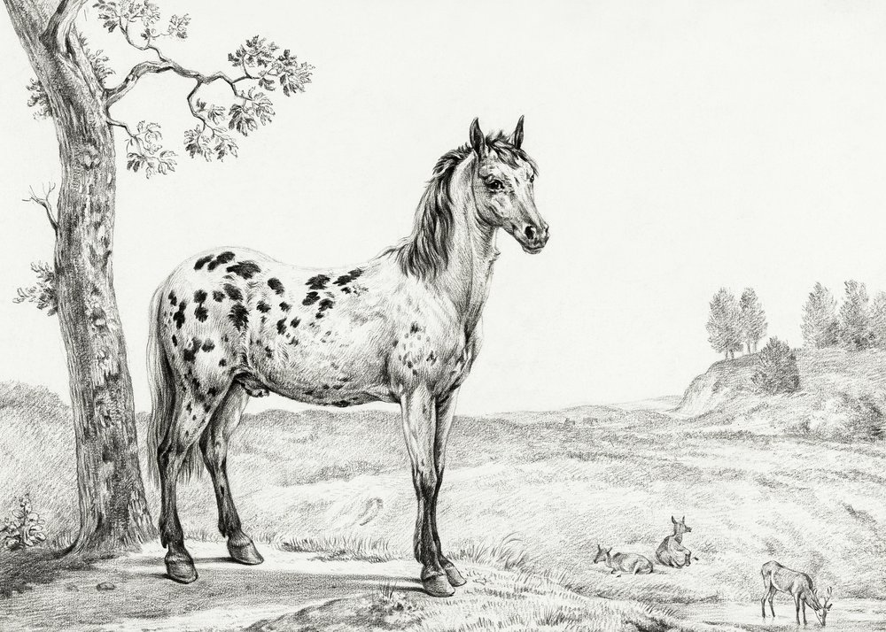 Cheval tacheté debout - Jean Bernard