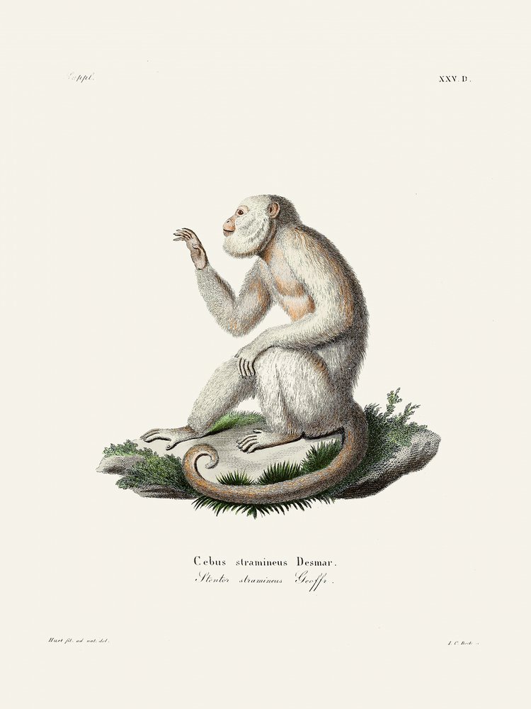 Singe capucin gracile, par Johann Christian Daniel von Schreber. - Johann Christian Daniel Von Schreber
