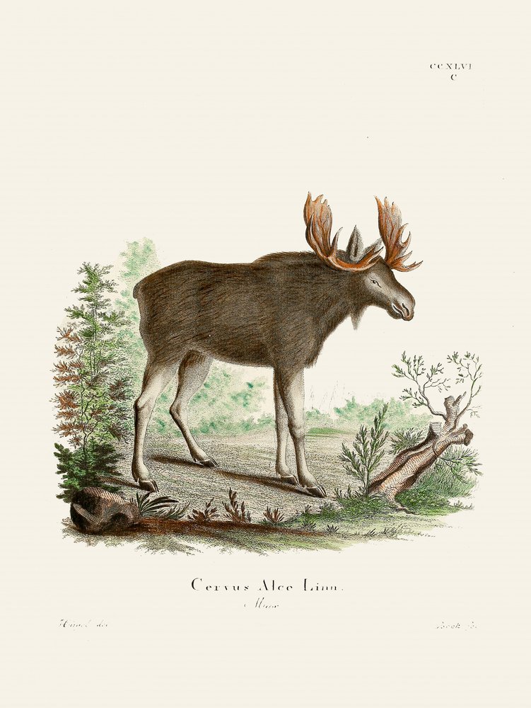 Moose, de Johann Christian Daniel von Schreber. - Johann Christian Daniel Von Schreber