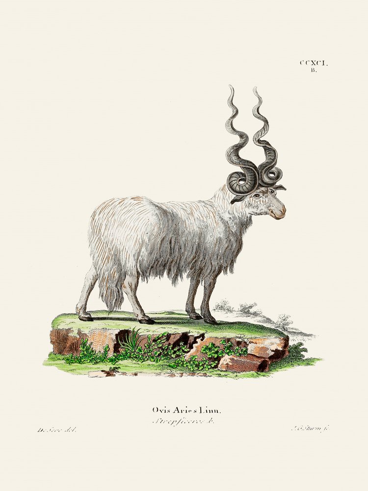 Ovis Aries, par Johann Andreas Wagener et Johann Christian Daniel Von Schreber. - Johann Christian Daniel Von Schreber