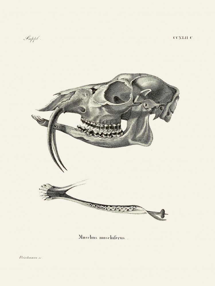 Le cerf musqué de Sibérie, par Johann Andreas Wagener et Johann Christian Daniel Von Schreber. - Johann Christian Daniel Von Schreber