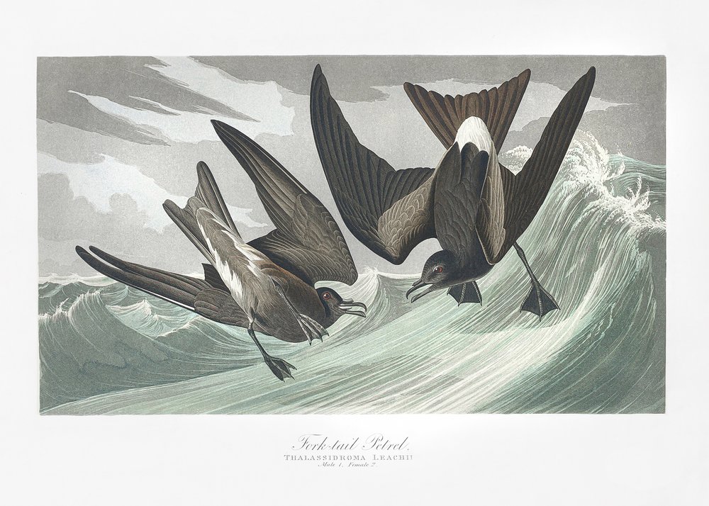  - John James Audubon