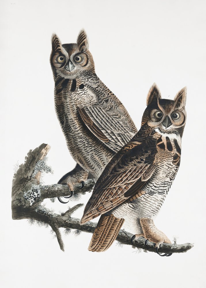  - John James Audubon