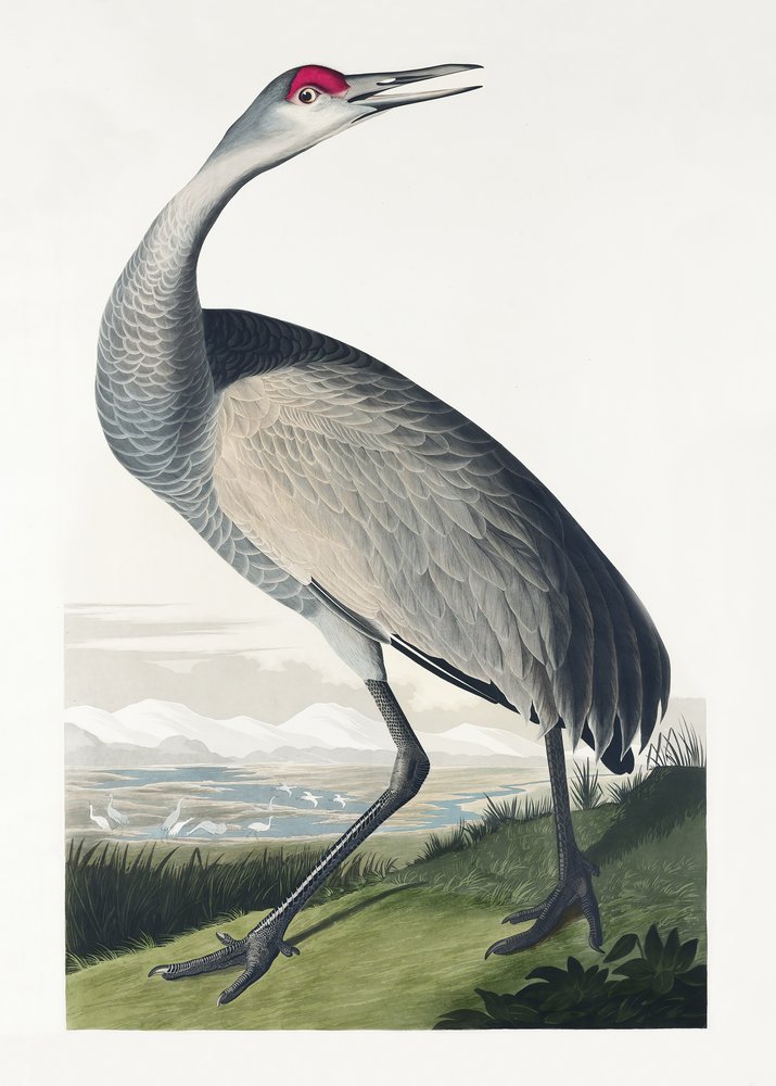  - John James Audubon