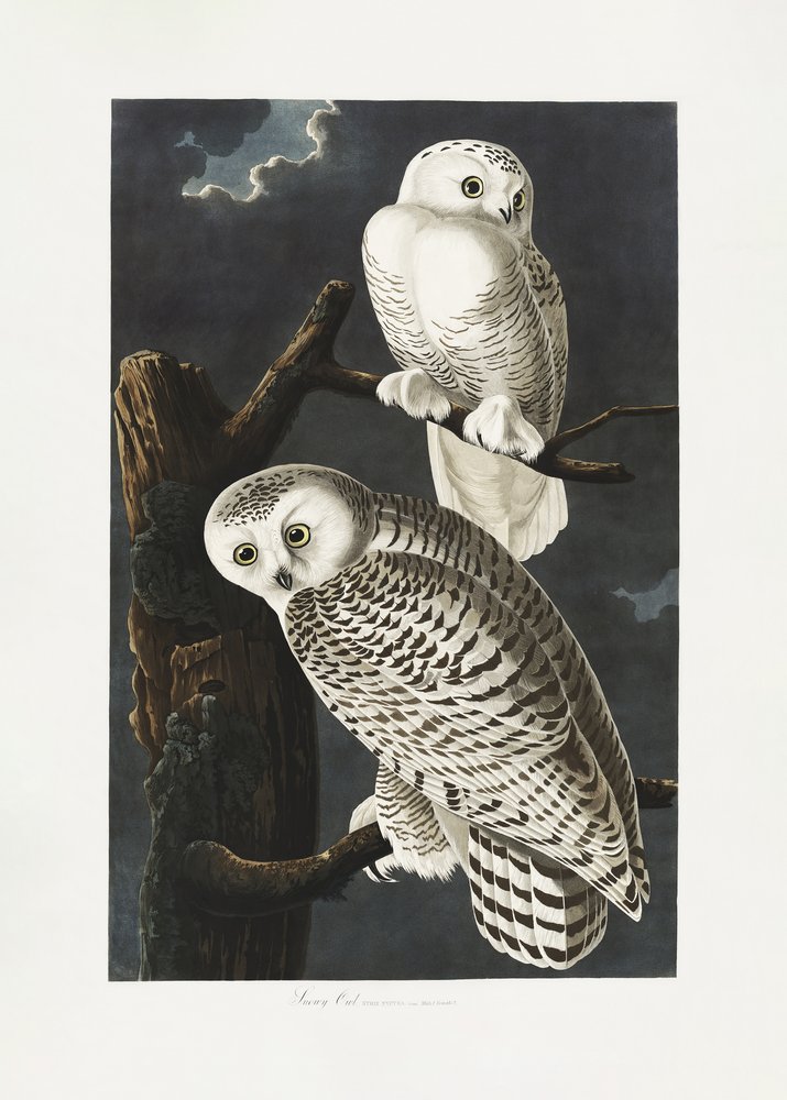  - John James Audubon