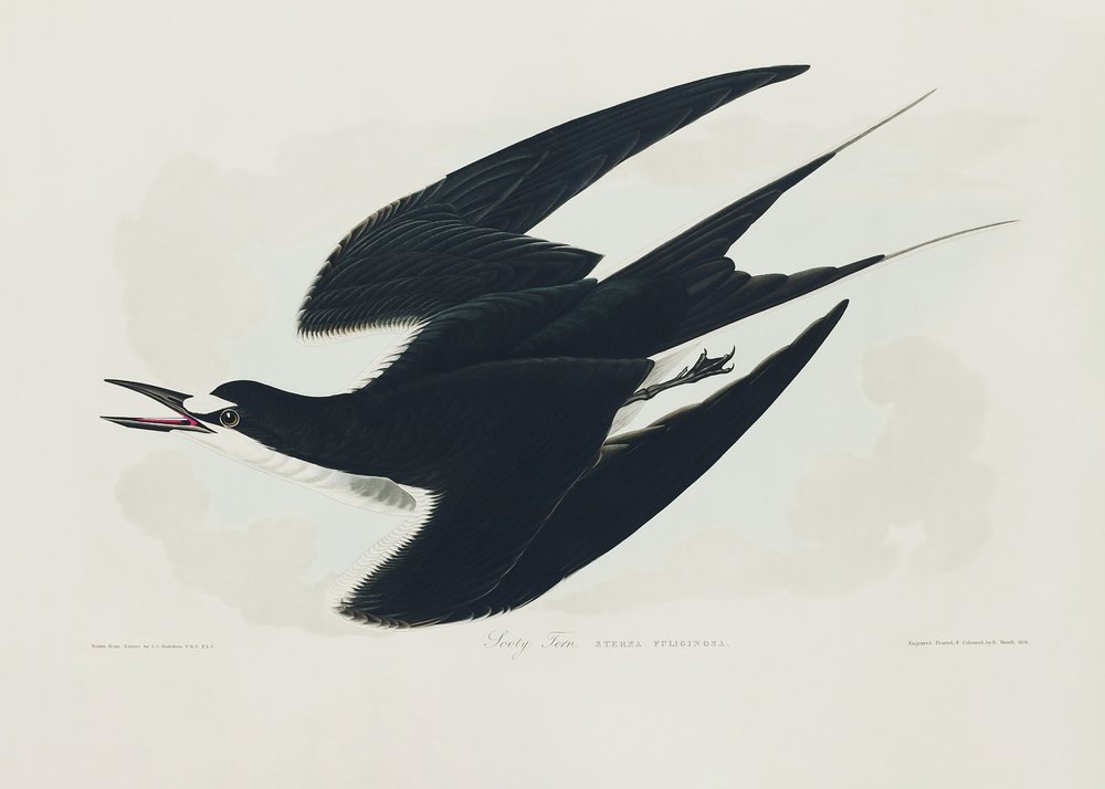  - John James Audubon