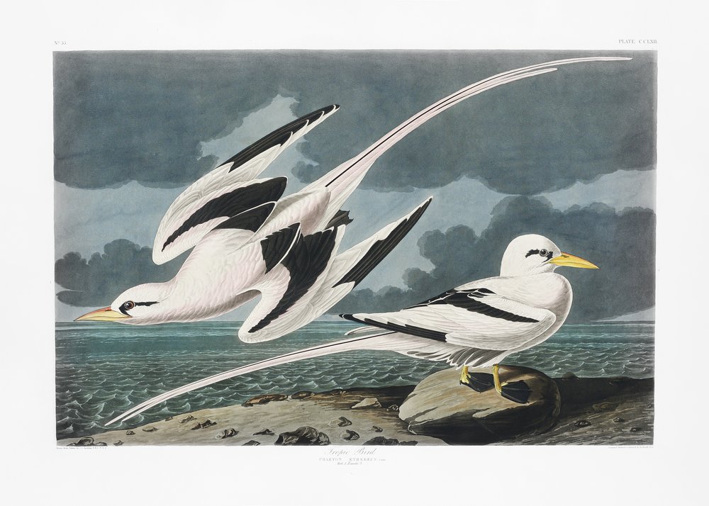 Oiseau des tropiques, tiré de *Birds of America* (1827) - John James Audubon