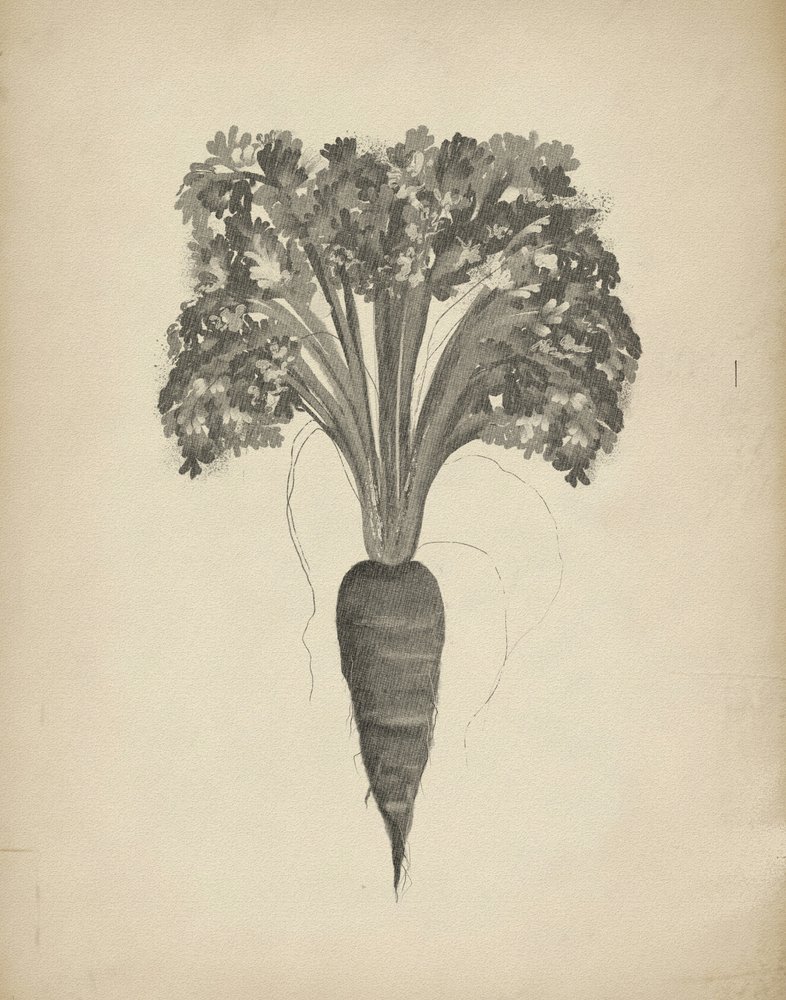 Dessin botanique d