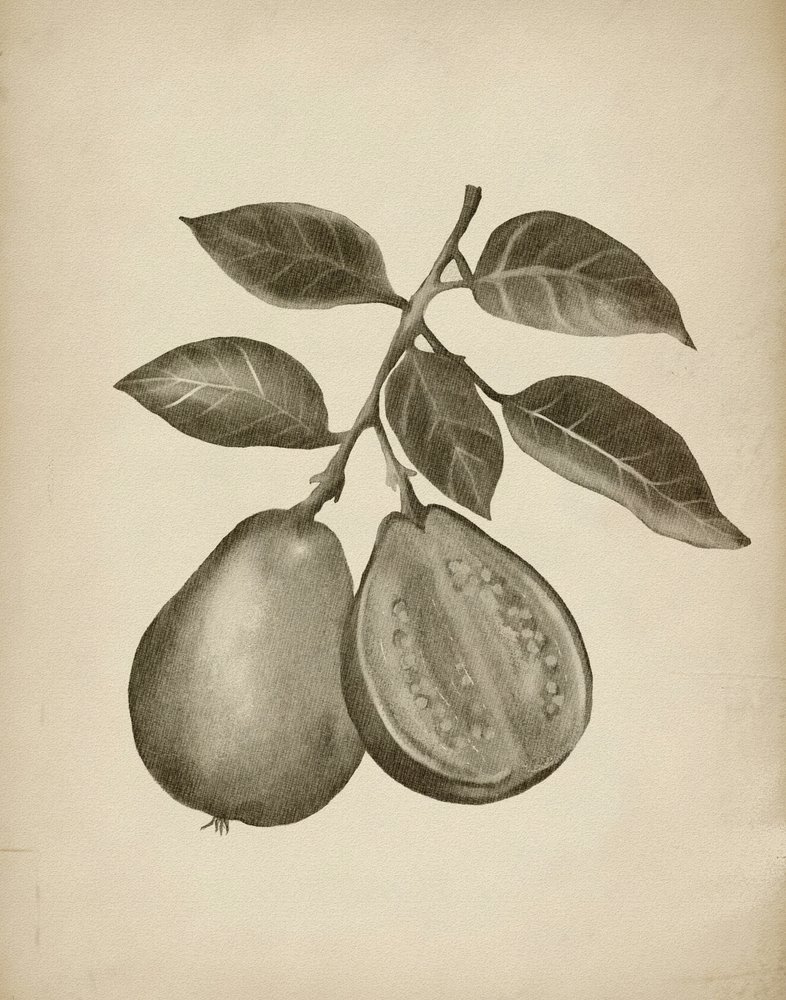 Étude botanique de la goyave - Josie George