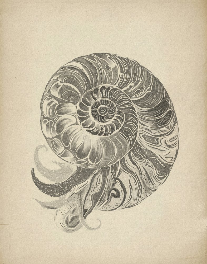 La spirale complexe du nautile - Josie George
