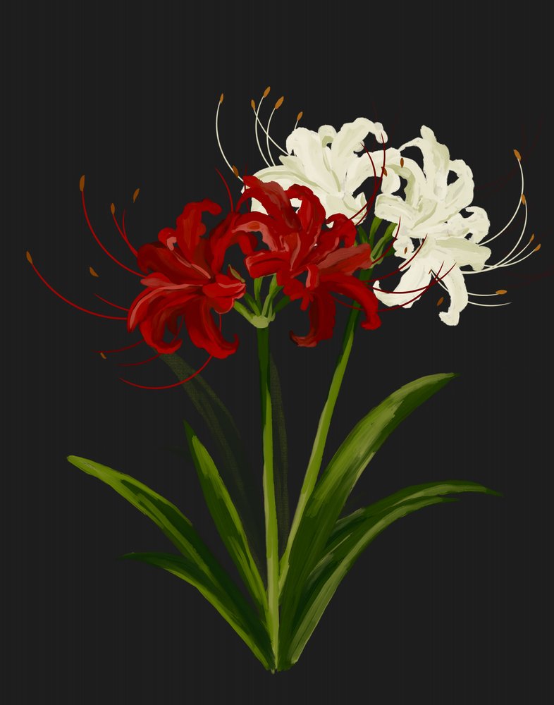 Lys araignées rouges et blancs - Josie George