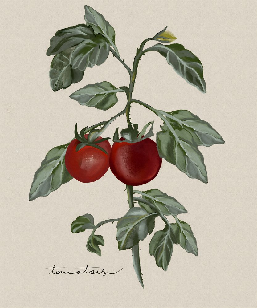 Tomates mûres sur pied - Josie George