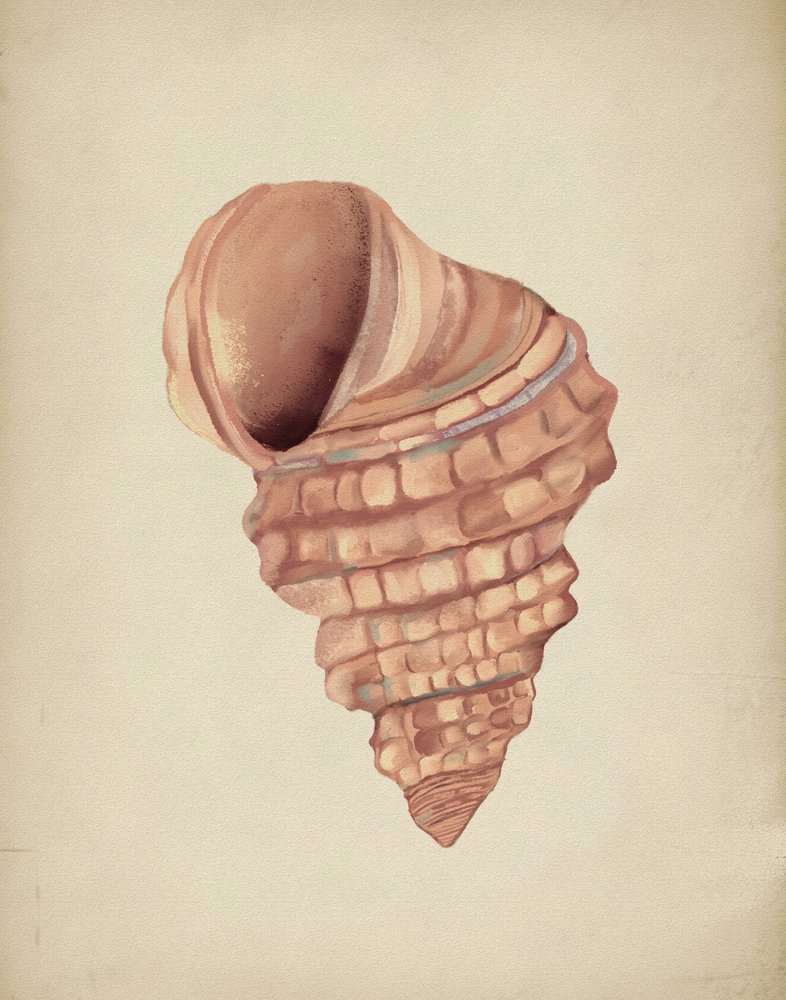 Étude sur les coquillages en spirale - Josie George