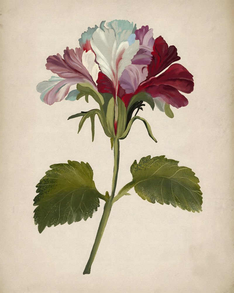 Une floraison éclatante de géraniums - Josie George