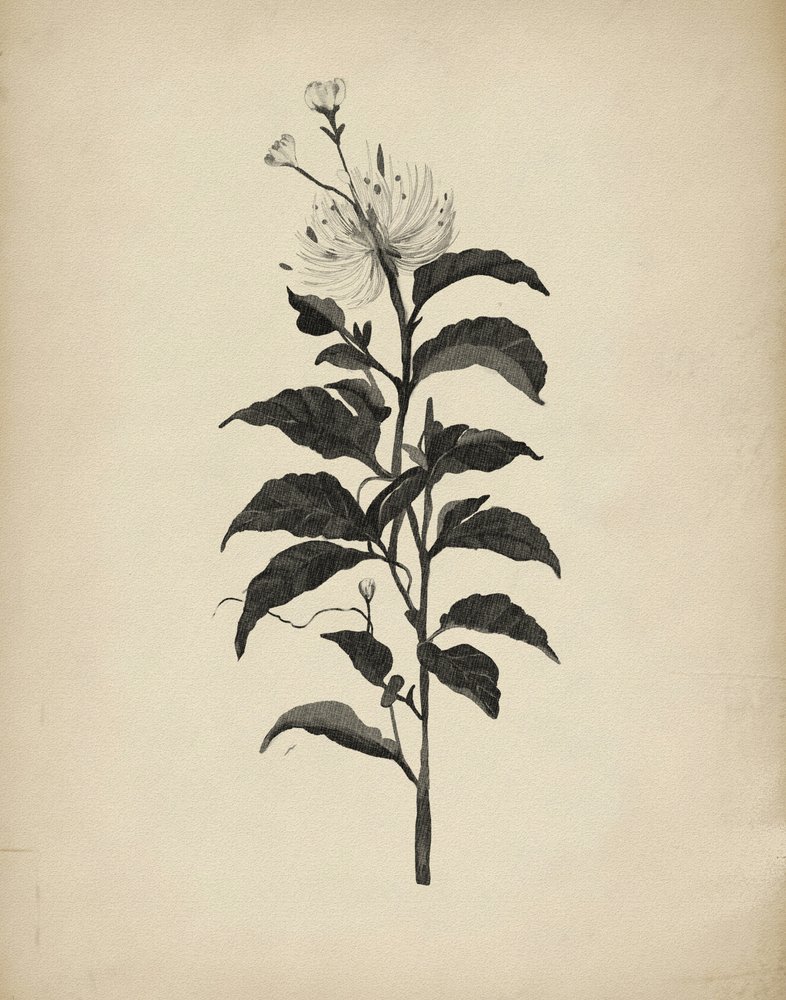 Illustration botanique d