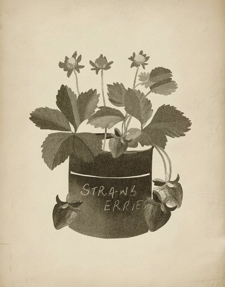 Illustration vintage de fraises - Josie George