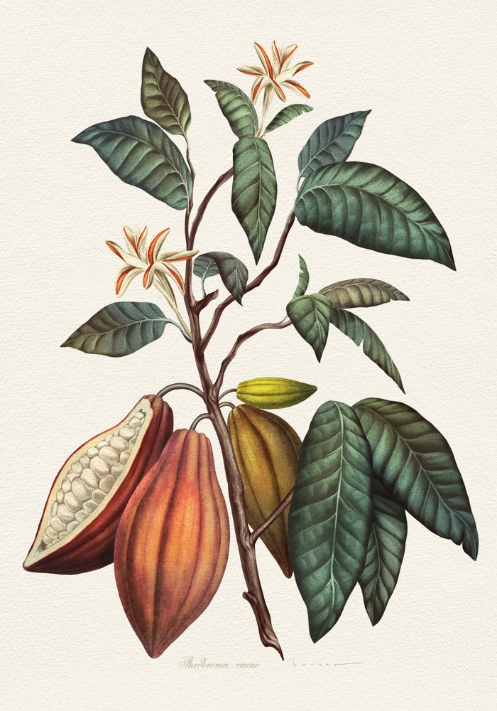 Plante de cacao - Juan Hernaz