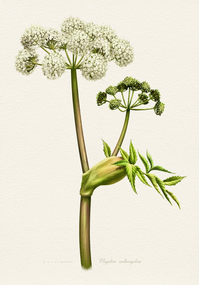Illustration botanique d