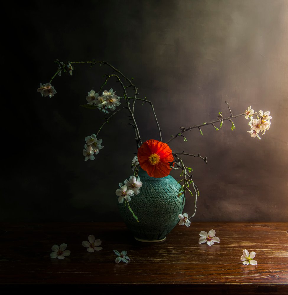 Fleurs de pavot aux couleurs changeantes - Judy Tseng