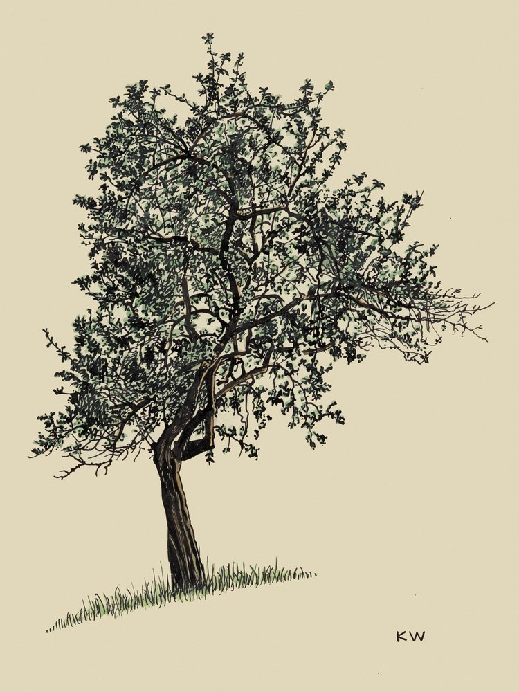 Arbre à feuilles caduques 1924 - Karl Wiener