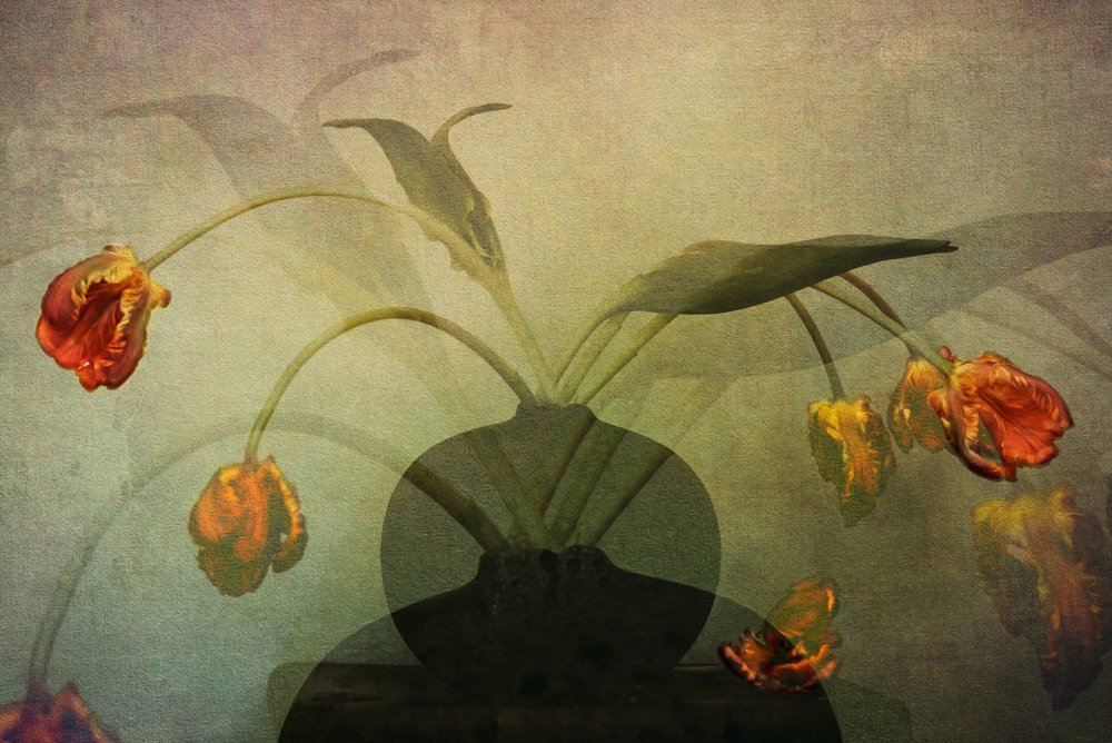 Nature morte aux tulipes fanées - Katarina Holmström