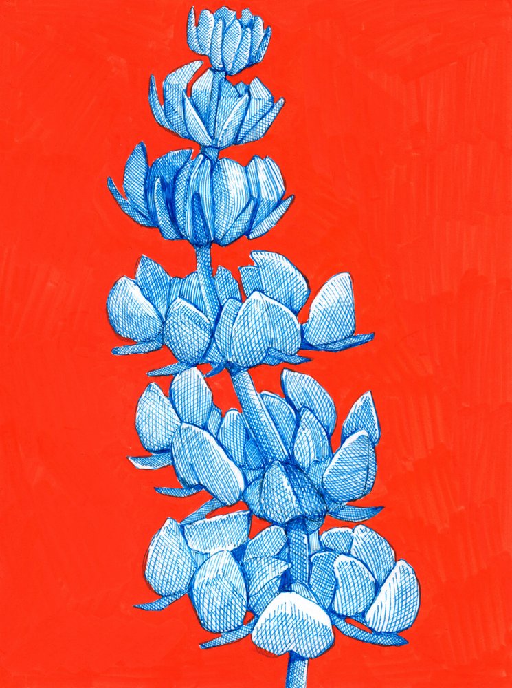 Fleur bleue audacieuse - Katie O'Shea