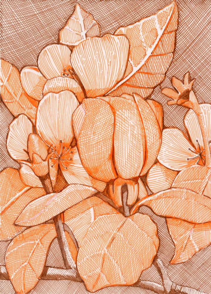 Fleurs orange hachurées - Katie O'Shea