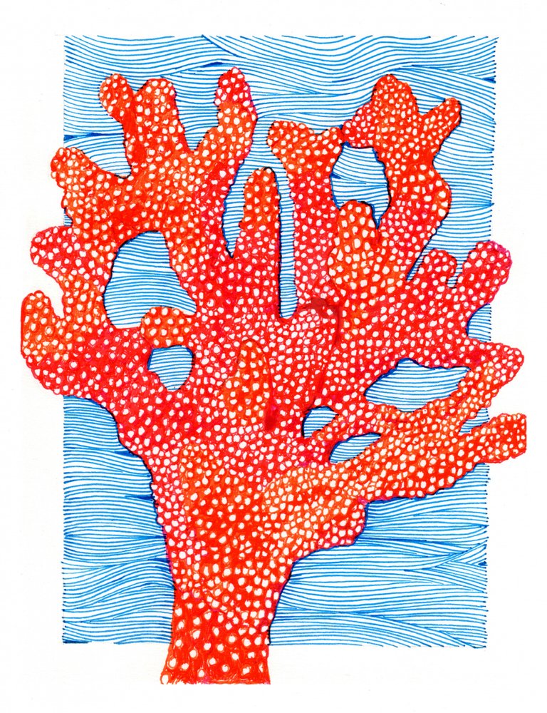 Corail rouge éclatant - Katie O'Shea