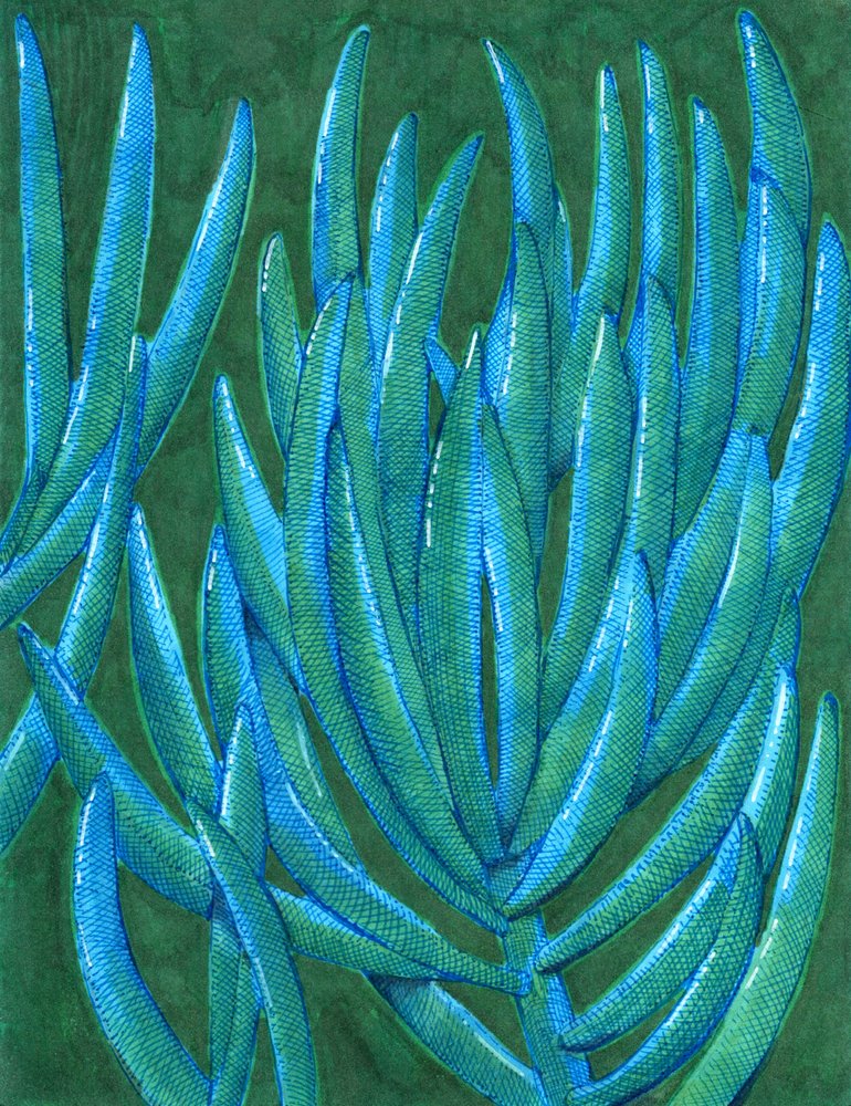 Succulentes bleu sarcelle éclatantes - Katie O'Shea