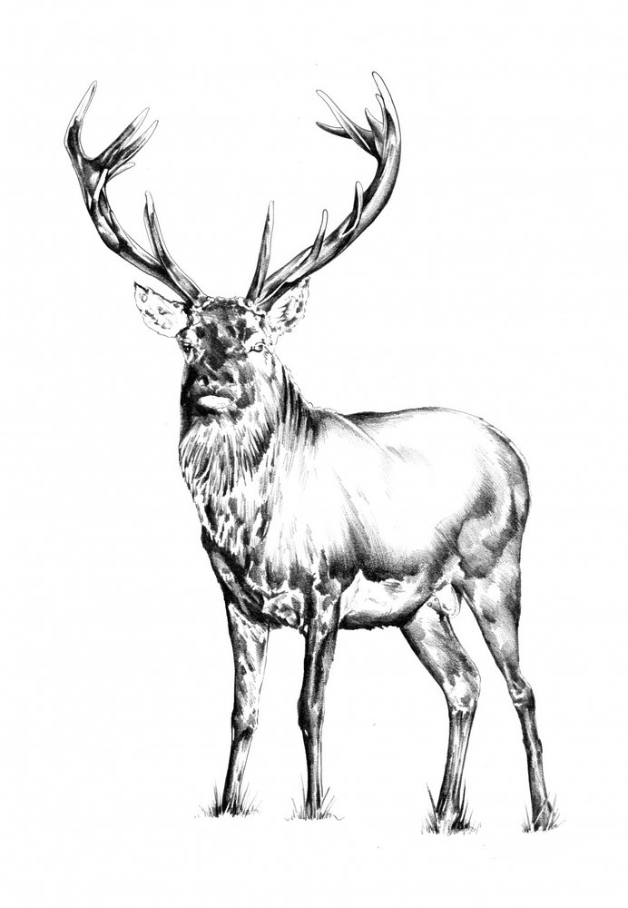  - Kulik
