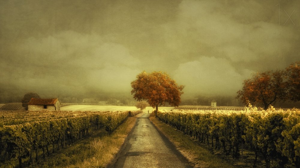 Route des vignobles d