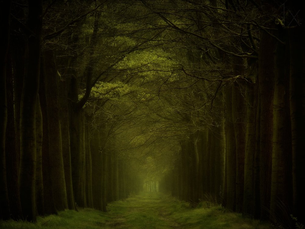 Le sentier de la forêt sombre - Lars van de Goor †