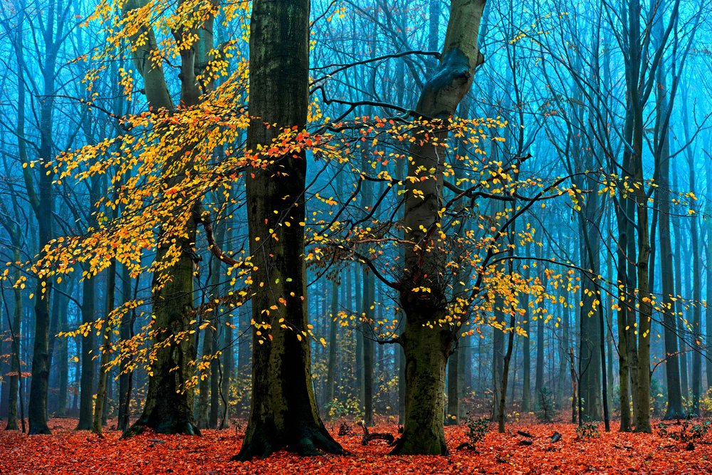  - Lars van de Goor †