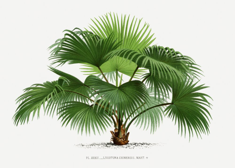  - Les Palmiers Histoire Iconographique